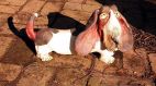 Basset Hound